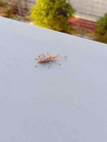 Internet mi pedzioł, że to szkodnik jest, a ja myślałam, że wiosnę ujrzałam ( ͠° ͟ʖ ͡°) Robak Właśnie - Kaligula_Minus - Hejto.pl