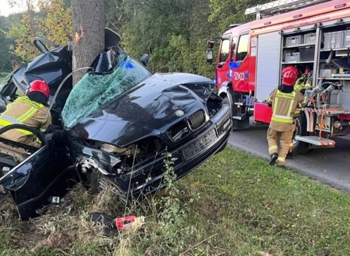 Jebane drzewa odpowiadają za śmierć młodego wzorowego obywatela - Semicolon - Hejto.pl