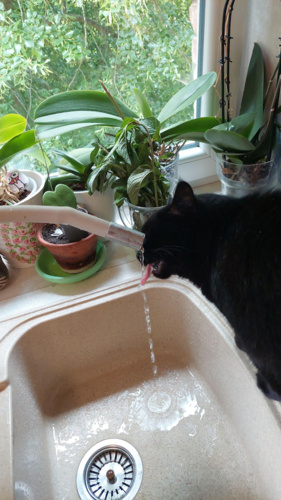 Chyba wczoraj przegięliśmy z tym mleczkiem i kocimiętką. :face_with_spiral_eyes: #heheszki #koty #pokazkota - UncleFester - Hejto.pl