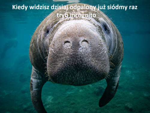 @FriendGatherArena @Dziwen @eloyard No tak jakoś pomyślałem o tym męczeniu @Rozpierpapierduchacz. #memy - Alembik - Hejto.pl