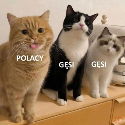 #heheszki﻿ ﻿#koty﻿ ﻿#humorobrazkowy - emerald_city - Hejto.pl