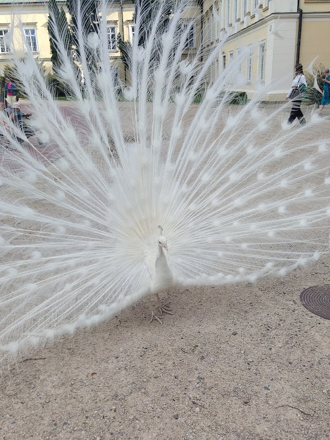 553cb875-eea1-43d6-9a7a-e26daa20bbba