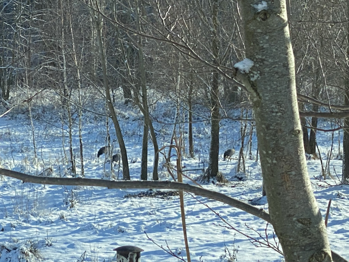 e1278553-14ac-4b2d-907b-c3fd47fd07f7