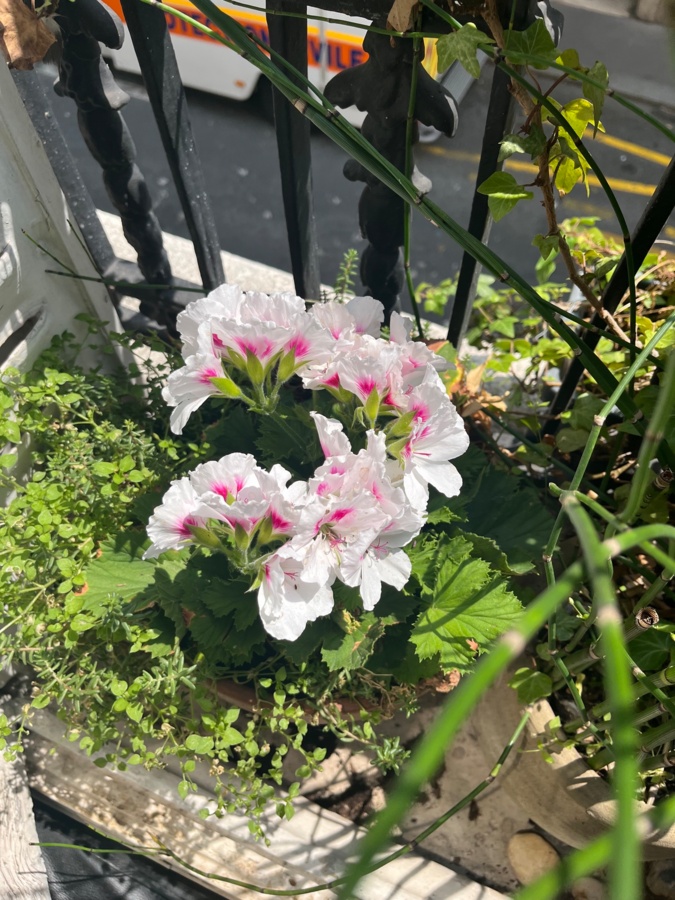 b0c396f2-56fb-43fd-8bf9-87dc2903adec