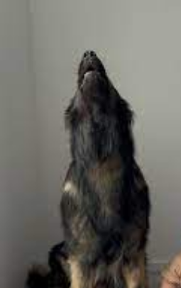 3fd08ddb-8a59-4f97-9009-ae5972fdcc9d