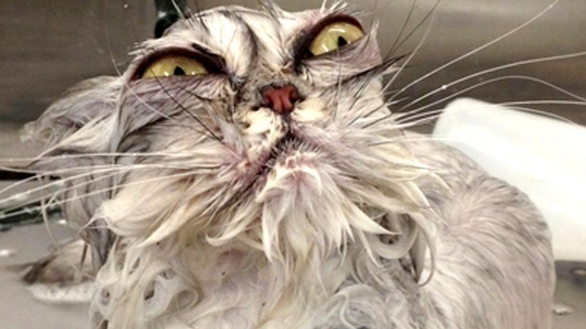 1a96a2bb-0f4a-4579-bacd-ecf4d096327c