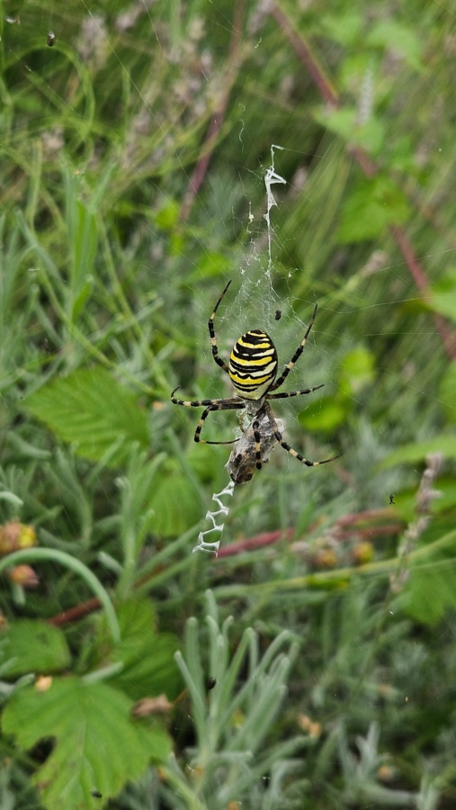 c1f4533f-f3ca-4cd5-946d-2fe5d9efd255