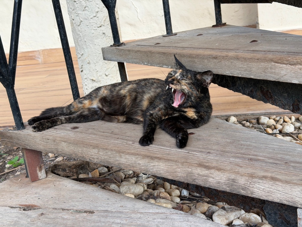 e6ce8059-c99e-4c6e-b29b-e61f86769057