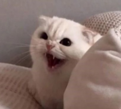 f1012a01-bc82-4d86-bd91-acb3eaa0f374