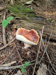 bff0bb49-d5ad-4b3c-8d6c-190305133770