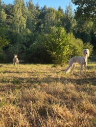 5a28935f-af48-4c1d-ae07-cb8216342115