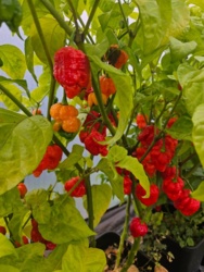 817f716c-4530-465e-baee-d0df035383e1