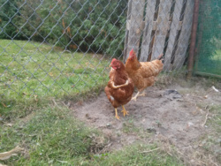 117e58dc-10a1-42cd-b3e0-0157ee5dd441