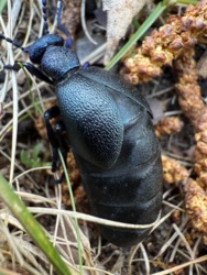 3b75836c-ac75-4245-b482-db5cf60d2627