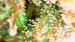 c60610c0-d950-4d13-b062-9707f7cece69