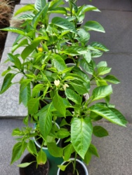 4a0d6c3e-65f8-42ce-b1a0-8e6188ee6238