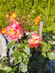 00b8eafe-e7e5-47af-a435-1629ee273abd