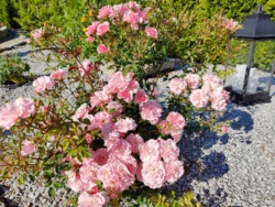 cead3247-08d1-4cbb-b0bb-64851aea2ed4