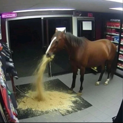 e055408a-8aec-4ed0-b409-ee1f19ab852d