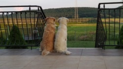 dac3d8ab-9297-4ff4-af4c-1828c6605db4