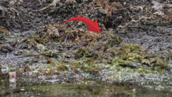 0617906d-b161-46ea-bf0c-f4fd4f902ba4