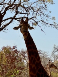 111d32bc-2dce-45fe-946c-269a01e7d27c