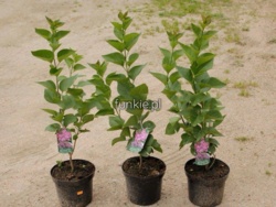 f8f7152e-982a-4bc5-b871-60b2347148b5