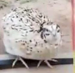 18e79510-a3a7-49b7-9c5b-ae51dc66f46d