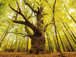 736b6508-f25c-4760-b865-02bff67f9357