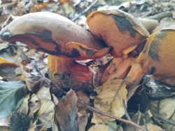 115a7861-5886-4865-bd07-aa633c8396bc