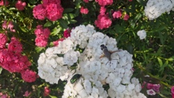 29597a7f-019c-4b61-a04d-bea19b9a058f