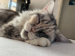 32c44a42-1dd6-4ef3-8d0d-ea954c1d6293