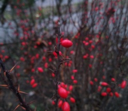 e798a91b-d540-444b-b80c-cd892c118529