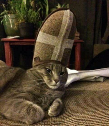 cb6bb82b-064f-42de-8d78-458016bf1d4b