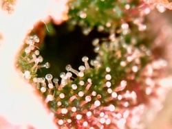 0c43623a-f3f5-43a6-b999-6a055dd68fbc