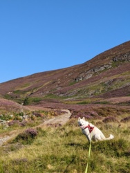 730987e4-f097-43a2-ae88-9e2876db67d8