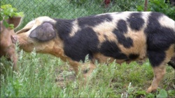 374e8c2b-1803-49ee-843d-671db1f5eddd