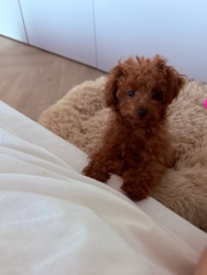 20b68508-3496-419f-ac45-99c33f476481