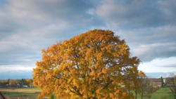 7b5f21c2-573e-49cc-993d-8d796ef6369c