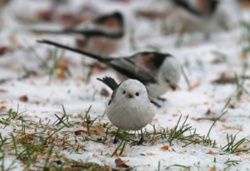 eeb1610e-e433-4f2d-92fa-bc3a5c81b63e