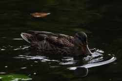 013db7ab-4347-44a1-bda8-5922b6368f2f