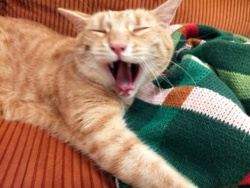 35009623-730b-46c3-8d91-a012c72034ff