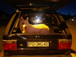 a883f7d5-fff6-4d20-8bb5-dfe33a9ee792