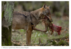 32ad4c7c-01af-4ed8-b9df-8a483d6dc36d