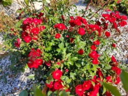 91fa5912-356c-49ac-b568-aca5d894859b