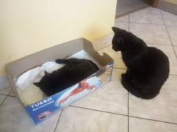 cfbe13ef-2950-4495-a1b3-d9d5a3ffe7f5