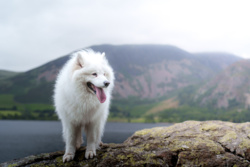 a78c8338-20f4-42c4-8a5d-4cd02cf99fab