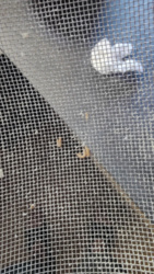 eb5be0e8-b3f4-4936-a558-38ece8019091