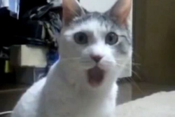 ff5ca056-74e6-4633-8d64-78db0b654d4e