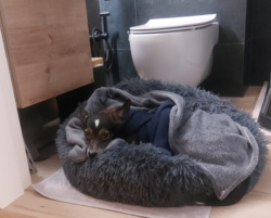 23eed0ed-4f6c-4b13-ae1c-26817ebd2151